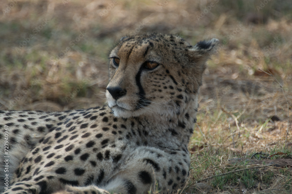 Cheetah lying down Cheetah lying down