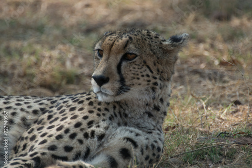 Cheetah lying down