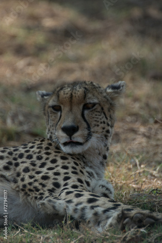 Cheetah lying down