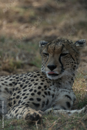 Cheetah lying down