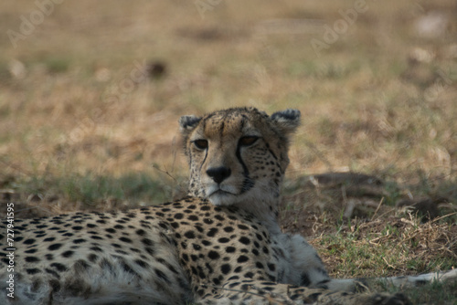 Cheetah lying down