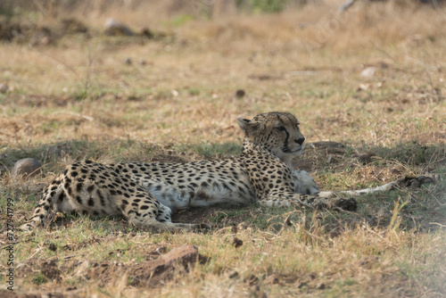 cheetah on the grass