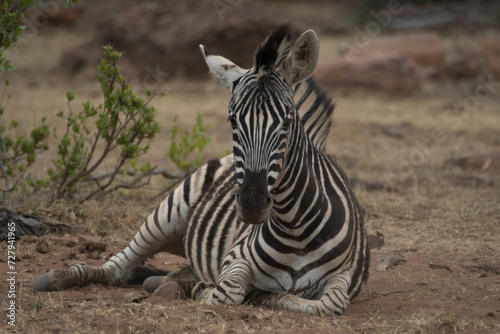 zebra in the wild