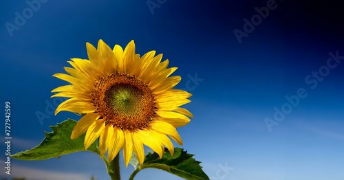 Sunflower with deep blue sky