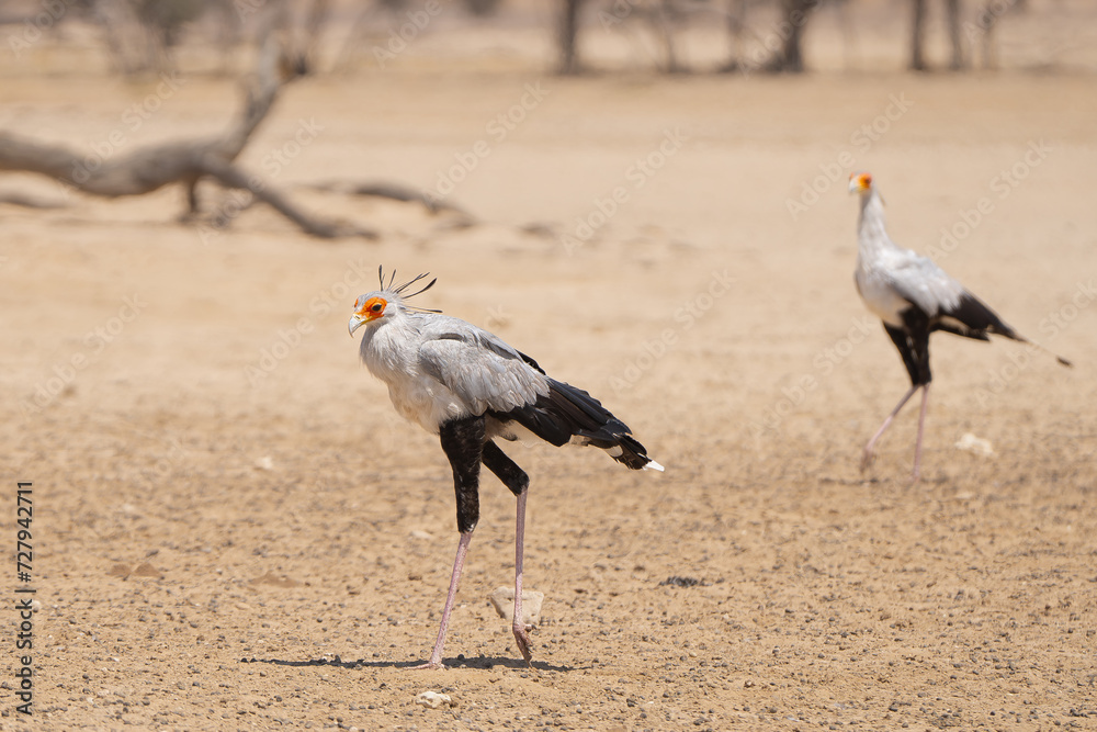 Φωτογραφία Pair of secretarybirds or secretary birds - Sagittarius serpentarius in the heat with desert sand in background