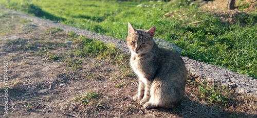 Beautiful furry cat with closed eyes sitting on ground near green grass