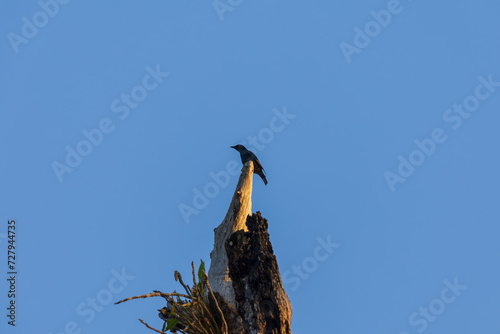 Asian glossy starling (Aplonis panayensis) at South Andaman, Andaman & Nicobar UT, India photo