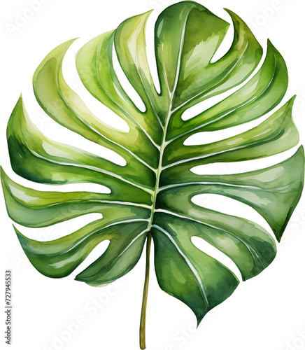 Monstera leaf watercolor painting on transparent background.