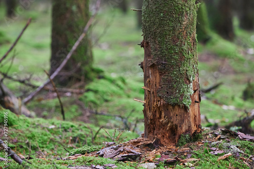A tree killed by parasites in a forest in Denmark