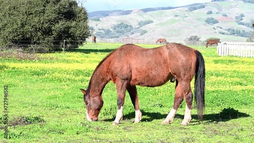 4K HD video of one brown and white male horse eating grass in a green field, other horses in background.
