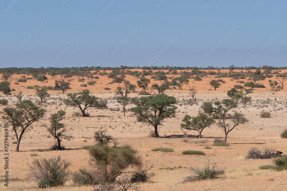 The view of red Kalahari Desert with trees under blue sky. Photo from Kgalagadi Transfrontier Park in South Africa.	