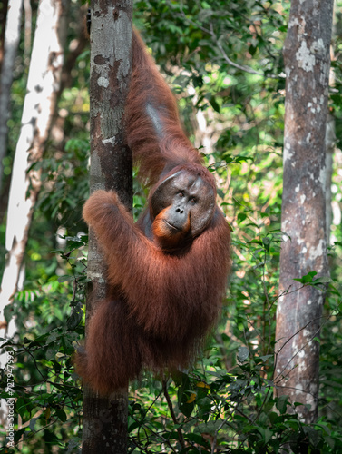 Bornean orangutan (Pongo pygmaeus) climbing a tree. Photo taken on the island of Borneo