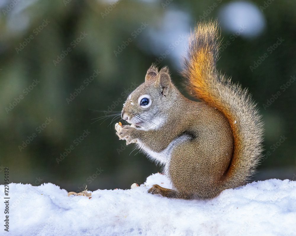 American Red Squirrel eating a peanut in the snow American Red Squirrel eating a peanut in the snow