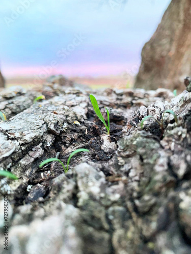 A small sprout sprouts through a tree against the sky