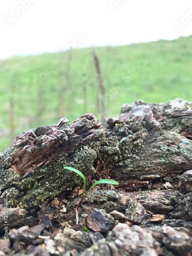 A small sprout sprouts through a tree against the sky
