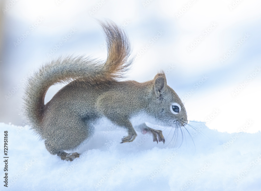 American Red Squirrel in the snow American Red Squirrel in the snow
