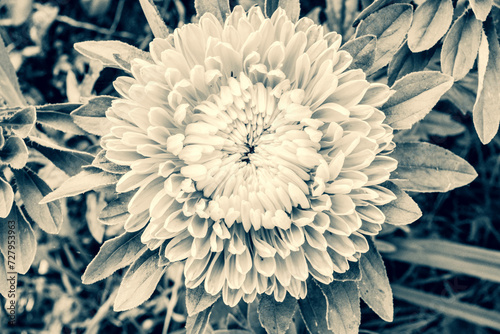 Fototapeta Naklejka Na Ścianę i Meble -  Top view Chrysanthemum flower on a foliage background for poster, calendar, post, screensaver, wallpaper, card, banner, cover, copy space for your design or text. Toned high quality photo