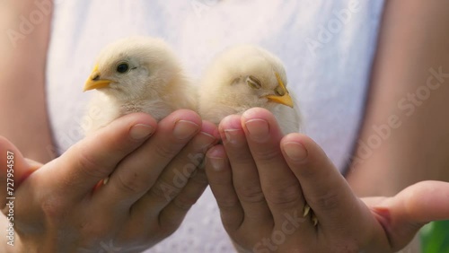 Male teen kid in white shirt hands holding cute baby chicken yellow chick at summer greenery closeup. Boy teenager arms with funny poultry farm bird small fowl with feather beak and wings photo