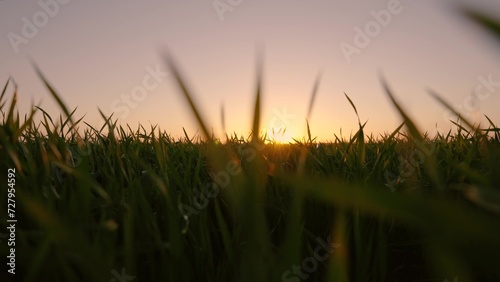Camera movement through shoots of young green wheat towards sun. Agricultural industry. Grain young seedlings on field. Concept of life, growing sprouts. Grow food. Shoots of shoots on field in spring