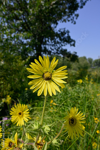 A meadow in high summer