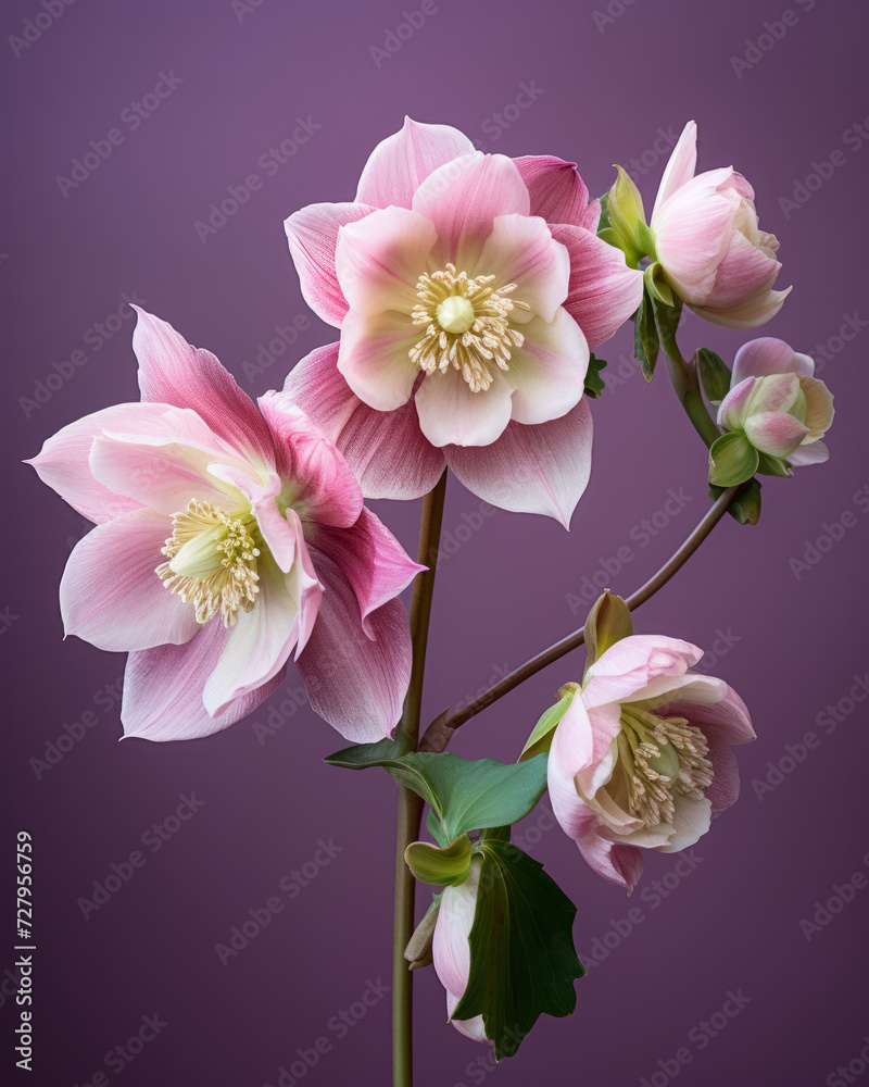 Fototapeta premium Close Up of Pink Flower on Purple Background