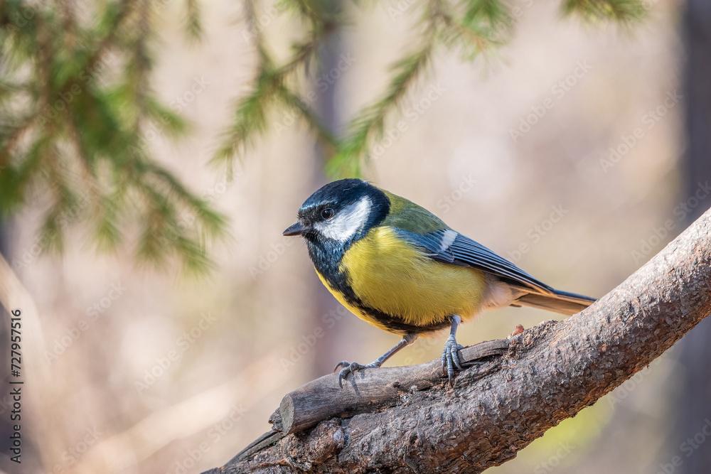 Fototapeta premium Cute bird Great tit, songbird sitting on the branch with blurred background