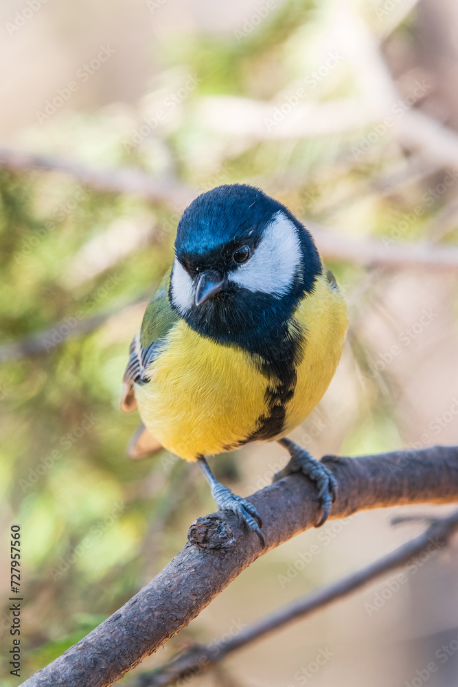 Fototapeta premium Cute bird Great tit, songbird sitting on the branch with blurred background