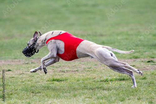 Whippet Dog running on the grass in the field on a sunny day with blur background