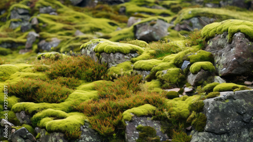 Moss Growing on Rocks in the Middle of a Field