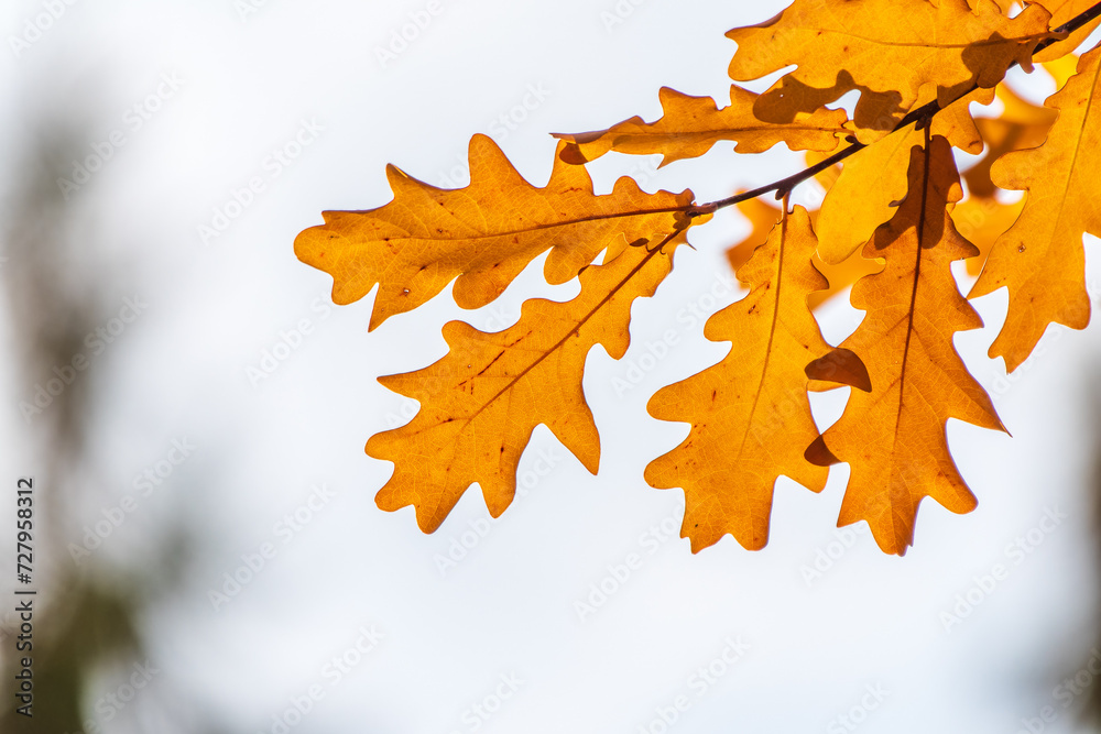 Fototapeta premium Oak branches with yellow leaves in autumn park