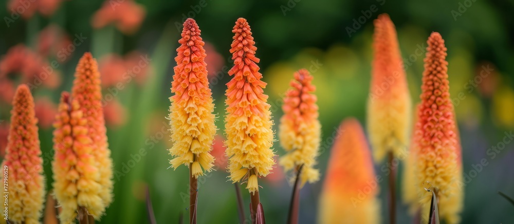 Exquisite 'Moonstone' Kniphofia: Red Hot Poker Flower Blooms in Brilliant Kniphofia or Red Hot Poker 'Moonstone' Flower Display Exquisite 'Moonstone' Kniphofia: Red Hot Poker Flower Blooms in Brilliant Kniphofia or Red Hot Poker 'Moonstone' Flower Display