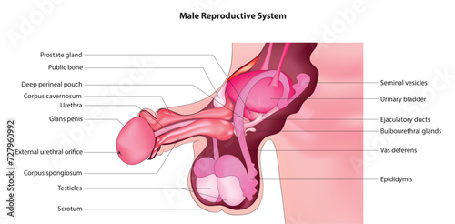 Male Reproductive System