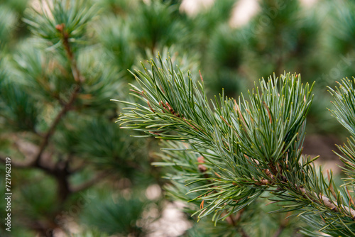 Close up of a Chinese white pine tree branch with a shallow depth of field
