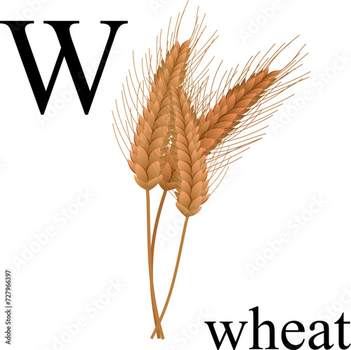 Wheat. Wheat illustration, letter W of plant alphabet. Element for print, postcard, poster, embroidery, laser cutting. Vector illustration. English alphabet.