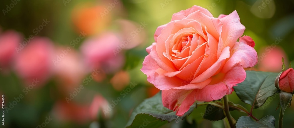 Breathtaking Rose Blossoms in the Enchanting Kahala Garden: Rose, Kahala, and More Rose A Visual Delight of Rose, Kahala, and Rose Again Breathtaking Rose Blossoms in the Enchanting Kahala Garden: Rose, Kahala, and More Rose A Visual Delight of Rose, Kahala, and Rose Again