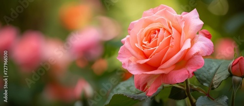 Breathtaking Rose Blossoms in the Enchanting Kahala Garden: Rose, Kahala, and More Rose A Visual Delight of Rose, Kahala, and Rose Again photo