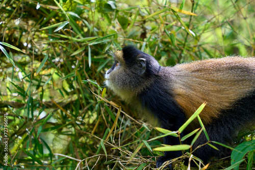 Golden Monkeys in the wild while on a trek in Volcanoes National Park, Rwanda