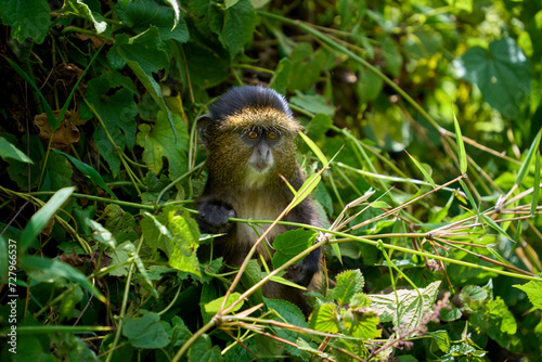 Young Golden Monkeys in the wild while on a trek in Volcanoes National Park, Rwanda