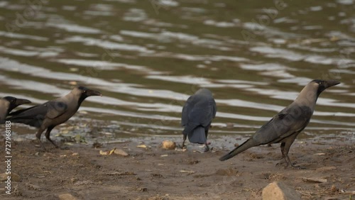 House crow birds ,foraging on water land photo