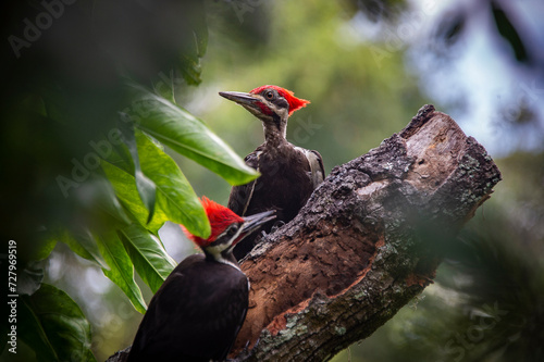 pileated woodpeckers photo