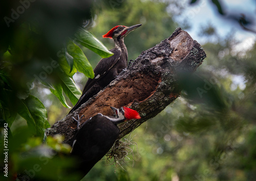 pileated woodpeckers
