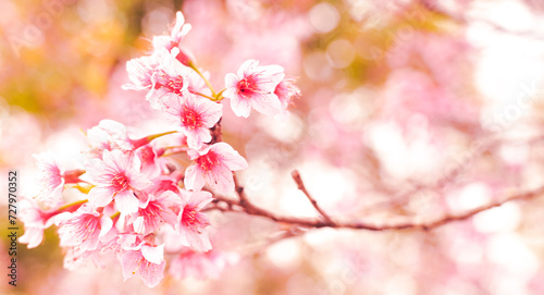 pink cherry blossom © arwiyada