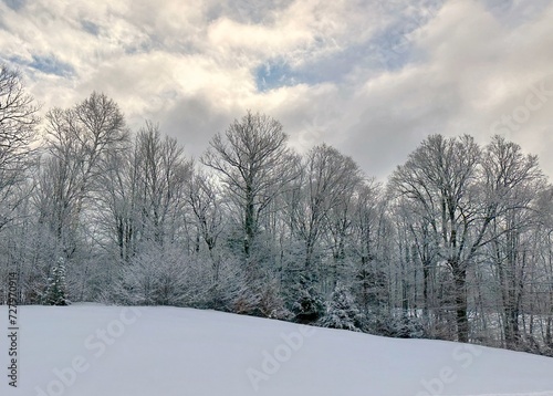 Frosty winter morning at the edge of a snow covered forest © Chad