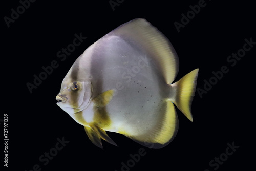 Fotografía Cooper Batfish, Narrow-banded Batfish, Orbicular Batfish or round batfish ( fanc