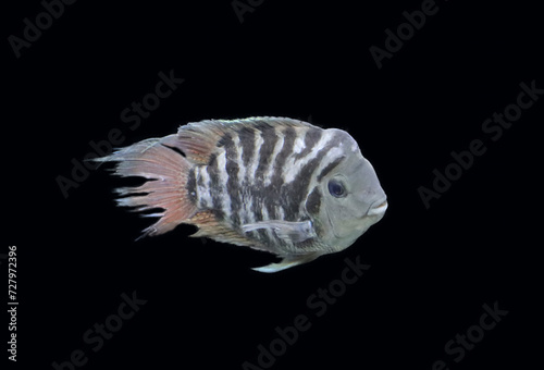 convict cichlid fish or zebra cichlid (amatitlania) 