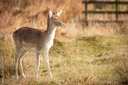 deer in the park 