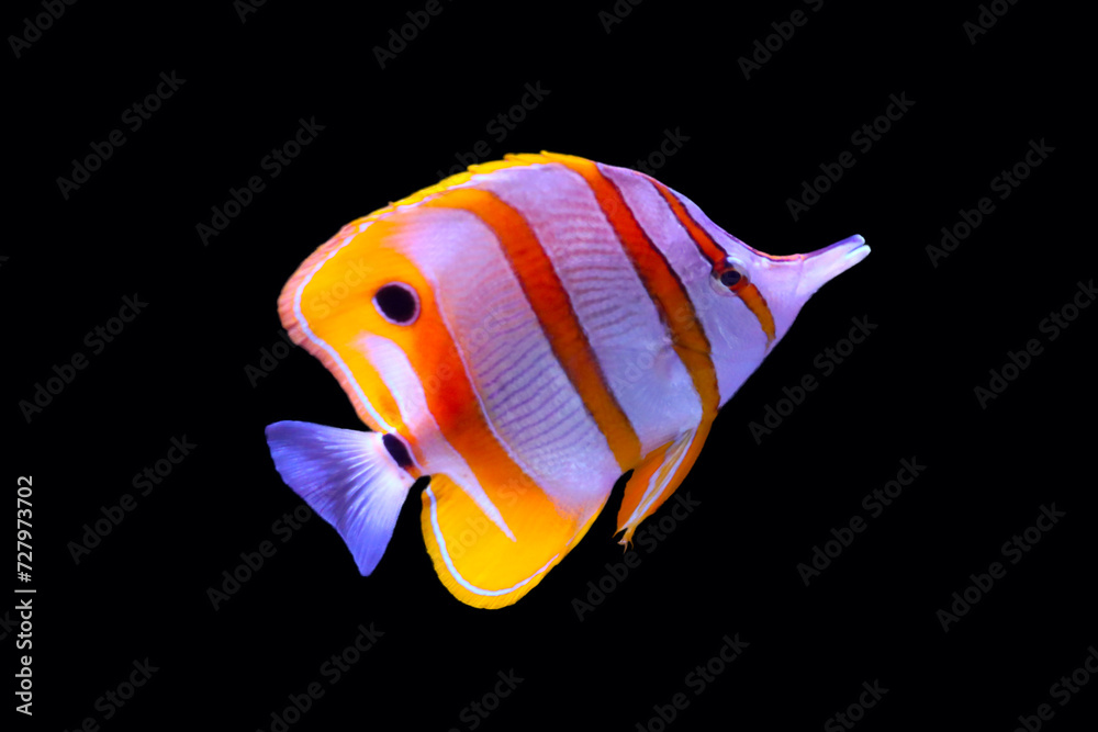 Naklejka premium copper banded butterfly ( fancy fish) swim in the water