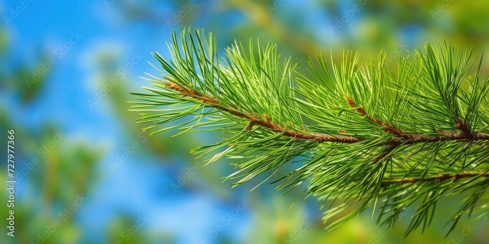 Close-up of Pine Branches on a Warm Day in a Lush Forest, Against a Blue Sky Background, Capturing the Essence of Nature's Tranquility Close-up of Pine Branches on a Warm Day in a Lush Forest, Against a Blue Sky Background, Capturing the Essence of Nature's Tranquility