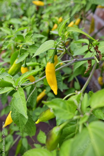 Gelber Chili, Lemon drop