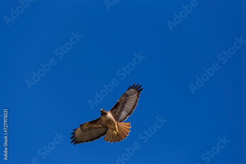 Brown eagle flying in the blue sky